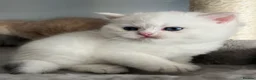 British Shorthair cats for sale: Pedigree British Shorthair Boys - Advert 3
