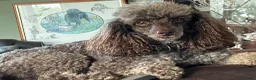 Miniature Poodle dogs for sale: Beautiful choc Merle poodle pups - Advert 14