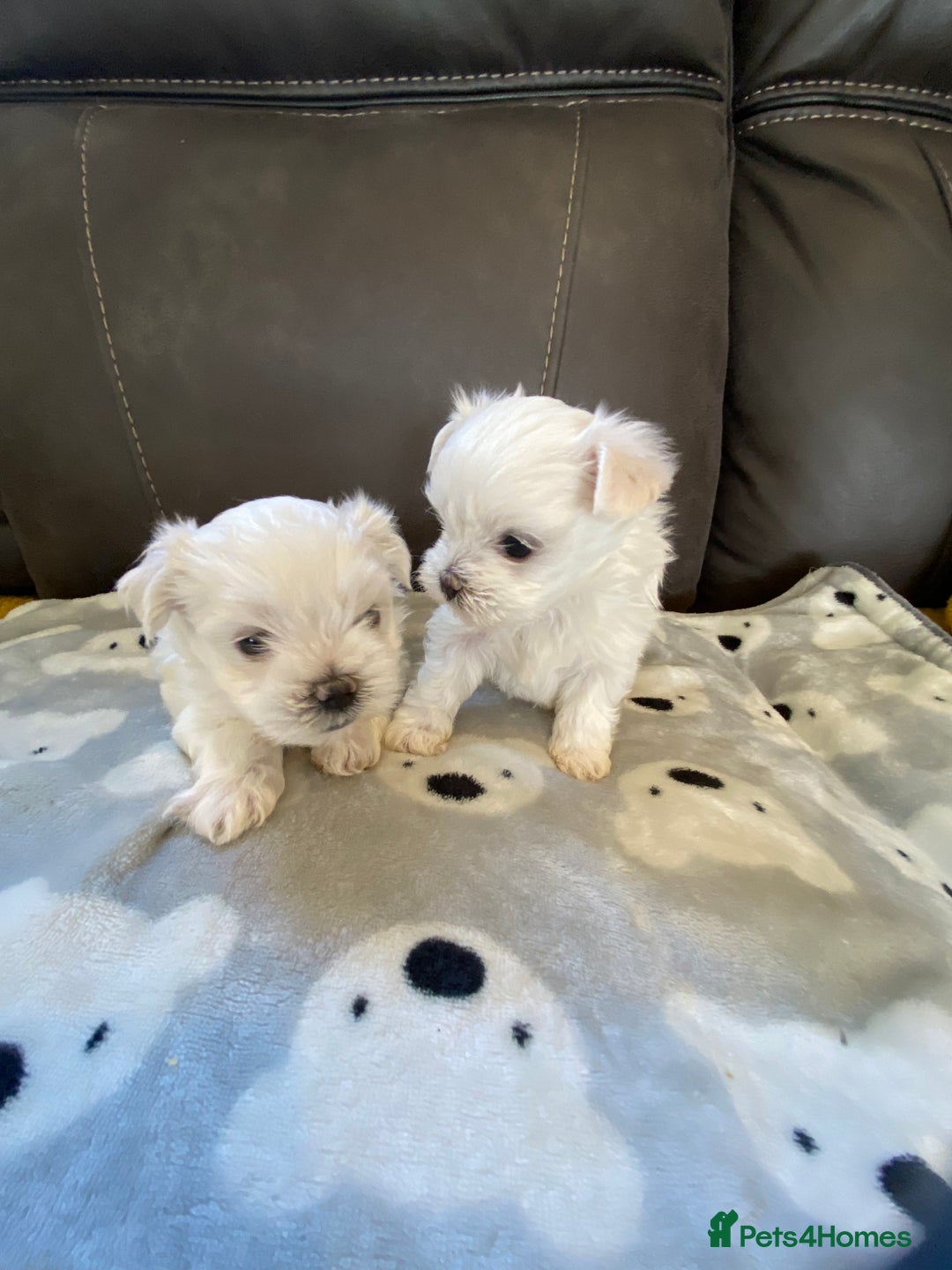 Maltese dogs for sale: Beautiful Maltese Puppies  - Image 3