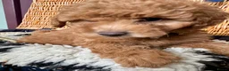 Miniature Poodle dogs for sale: Miniature Poodle puppies. Health tested parents!  - Advert 29