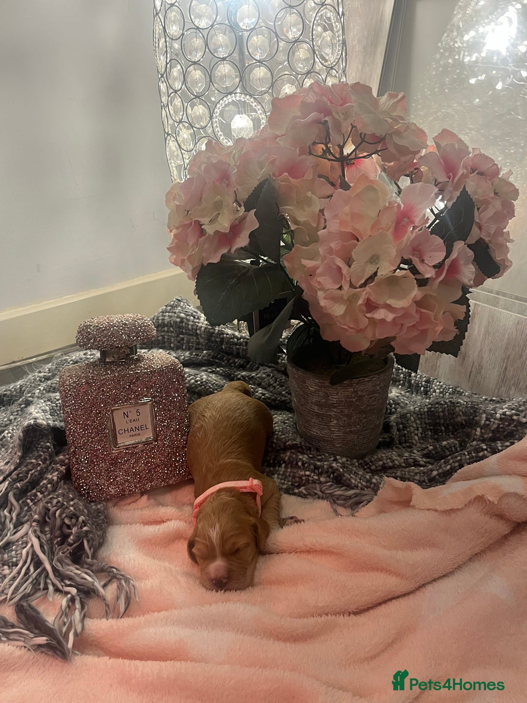 Cocker Spaniel dogs for sale: Pedigree Cocker Spaniel Puppies Fir Sale  - Advert 11