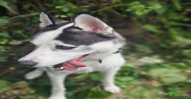Siberian Husky dogs - Advert 4