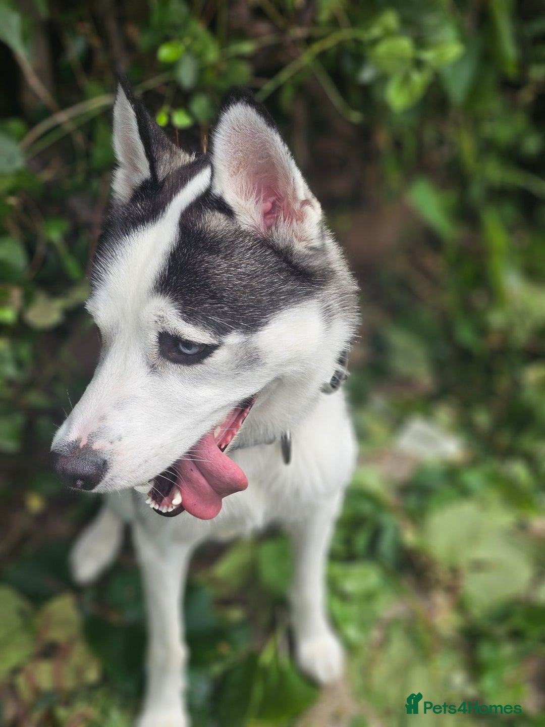 Siberian Husky dogs for sale: Husky for rehoming  - Image 3