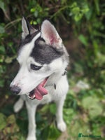 Siberian Husky dogs - Advert 12