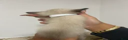 Siamese cats for sale: Fluffy Siamese x Ragdoll Kittens – Blue Eyes - Advert 18