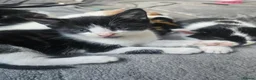 Mixed Breed cats for sale: Sweet kittens in London - Advert 11