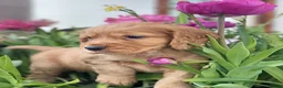 Cocker Spaniel dogs for sale: Issy & Finn Puppies  - Advert 12