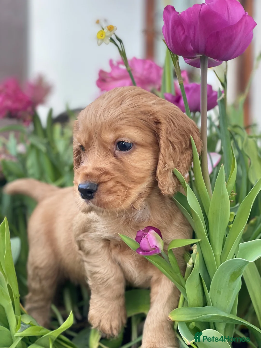 Cocker Spaniel dogs for sale: Issy & Finn Puppies  - Advert 12