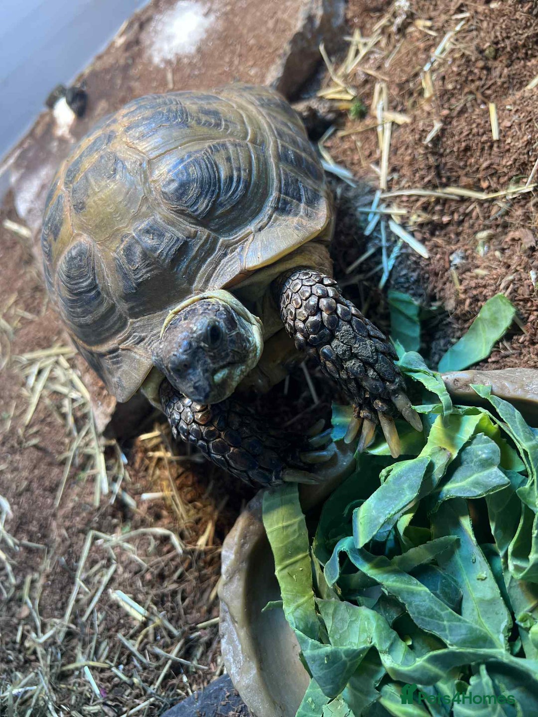 Tortoise reptiles for sale: Female Horsefield tortoise  - Advert 2