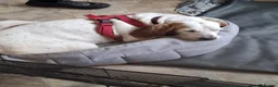 Mixed Breed dogs for adoption: Cora - lovely Sabueso Hound for adoption in Southampton - Advert 9