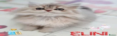 British Longhair 2