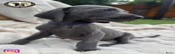 Weimaraner dogs for sale: 🐾KC Registered Blue & Silver Weimaraner Puppies🐾 - Advert 10