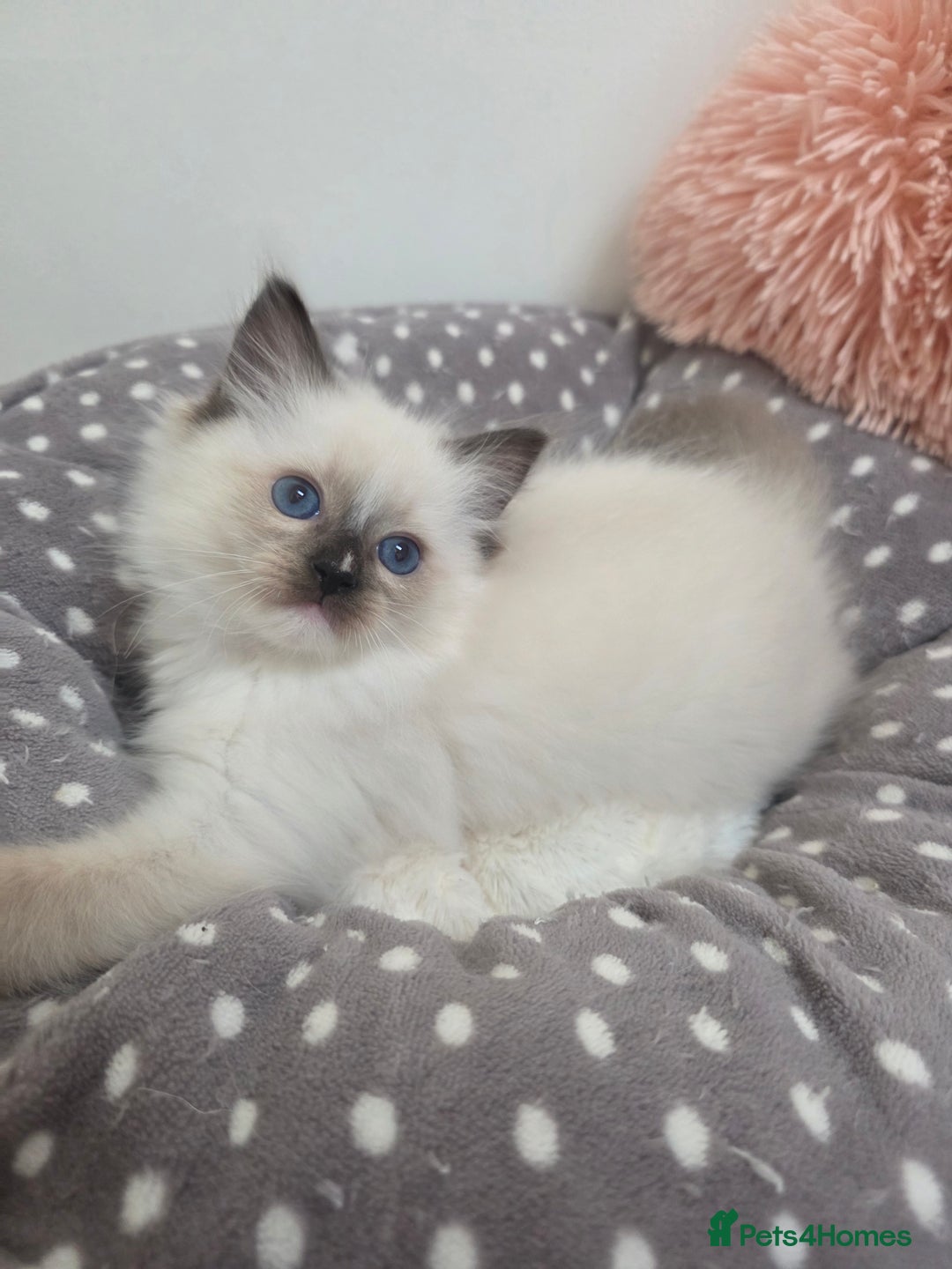 Ragdoll cats for sale: Beautiful GCCF Registered kittens - Advert 20