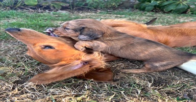 Dachshund dogs - Advert 7