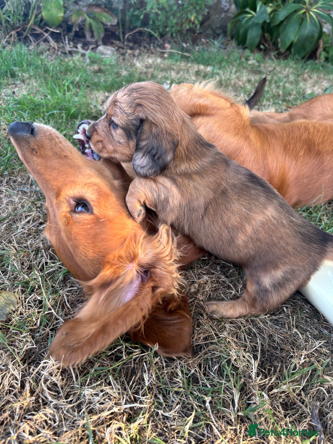 Dachshund dogs for sale: 2 American Red Long Haired Dachshund Puppies - Image 2
