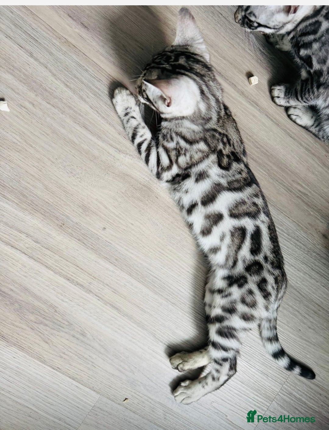 Bengal cats for sale: Stunning silver bengal girl  - Advert 5