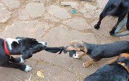 Jack Russell dogs for sale: Adorable Markiejack puppies - Image 27