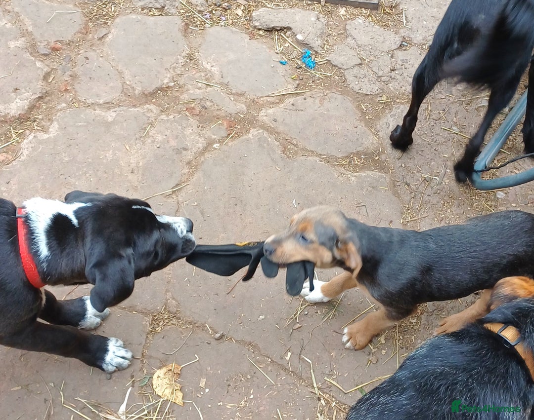 Jack Russell dogs for sale: Adorable Markiejack puppies - Image 27