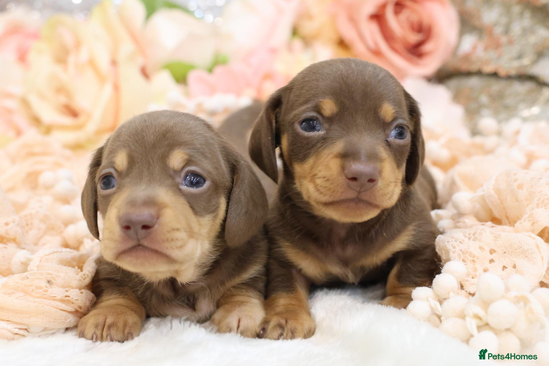 Miniature Dachshund dogs KC Registered Miniature Dachshund Puppies - Advert 1