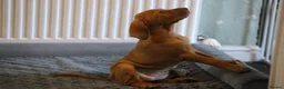 Hungarian Vizsla dogs for sale: Hungarian Vizsla Puppies – Rich Geltwood Heritage - Advert 11