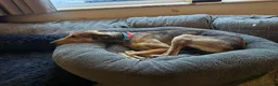 Mixed Breed dogs for adoption: Beautiful Feliza  the amazing Mum in Cheltenham - Advert 4
