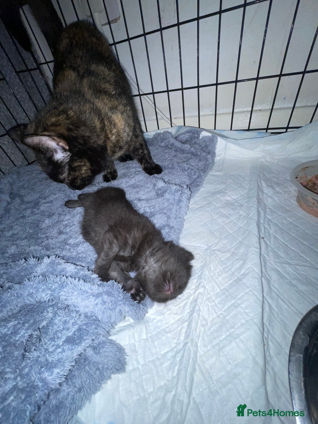 British Longhair cats for sale: 2 beautiful kittens  - Advert 3