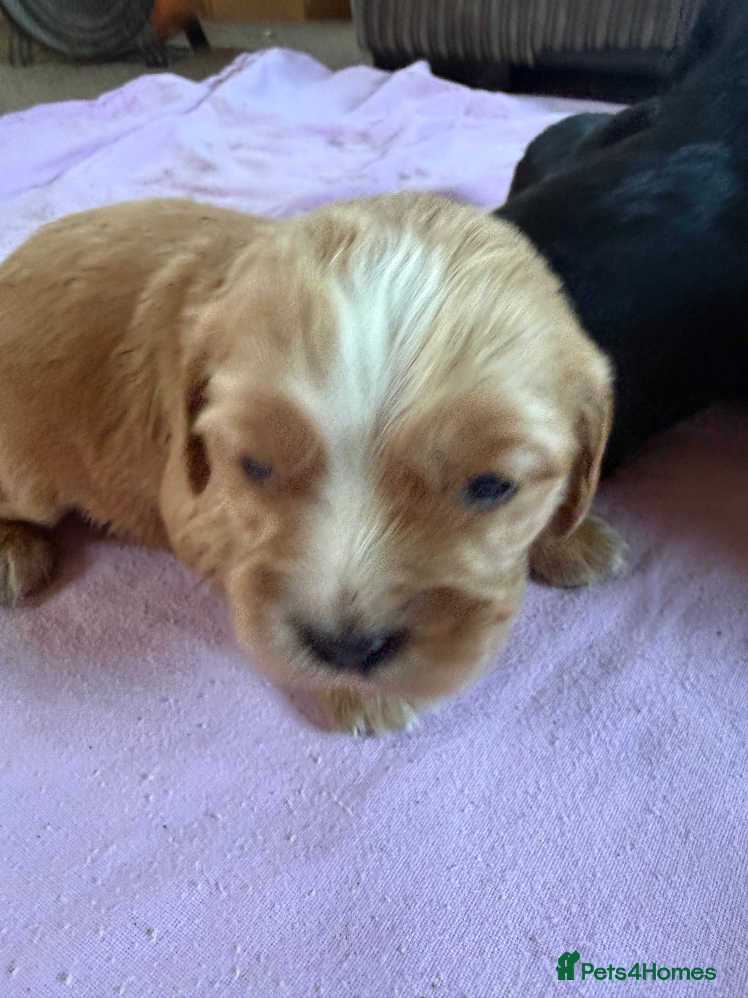 Mixed Breed dogs for sale: Gorgeous toy apricot and black cavapoos  - Advert 12