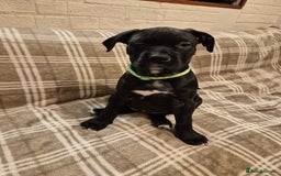 Mixed Breed dogs for sale: Bullmastiff x puppies 🐶  - Advert 23