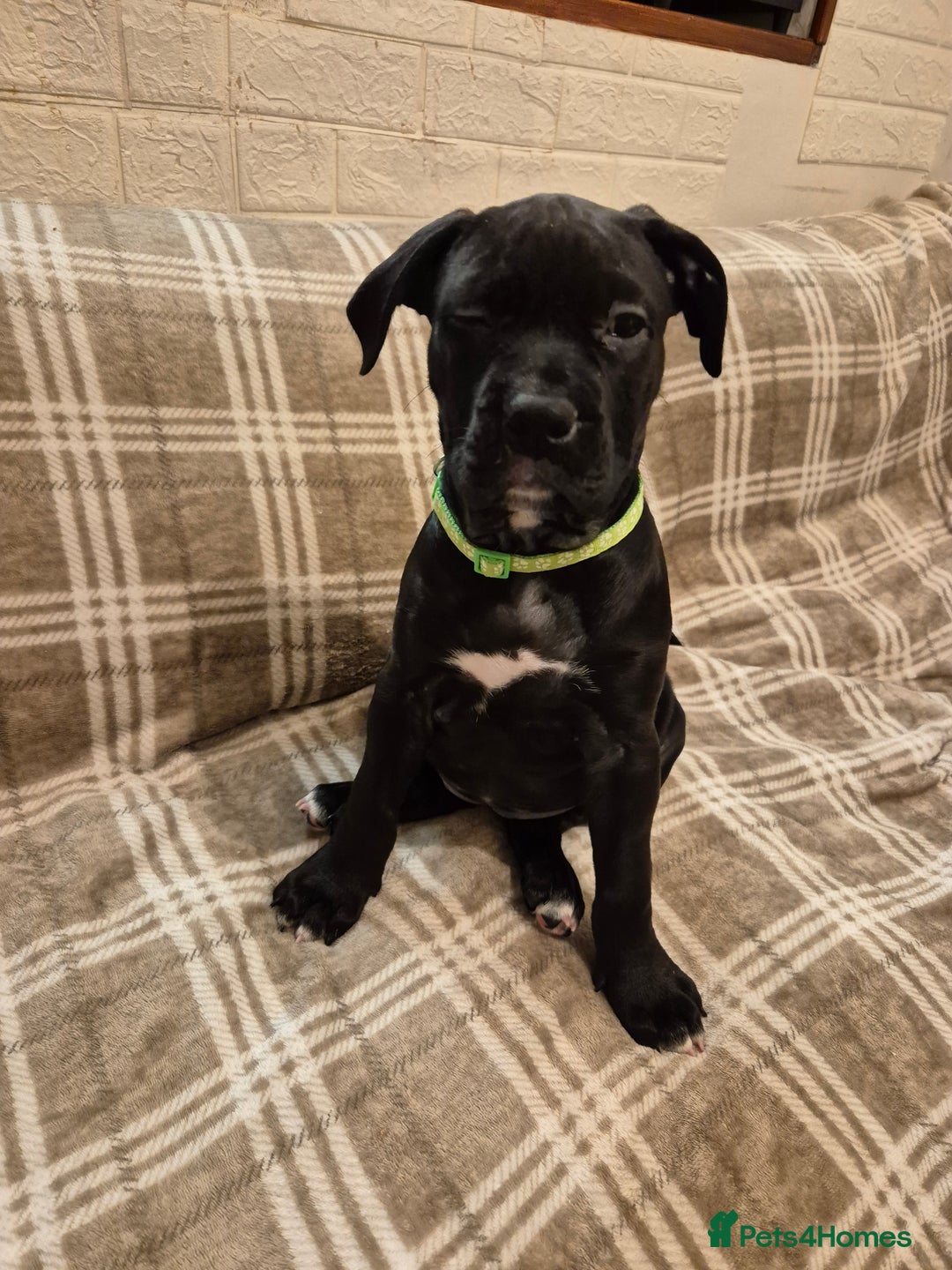 Mixed Breed dogs for sale: Bullmastiff x puppies 🐶  - Advert 23