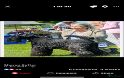 Kerry Blue Terrier dogs for sale: Kerry Blue Terrier Puppies  - Image 8