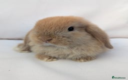 Mini Lop rabbits for sale: ❤️ Cute baby Mini Lop baby rabbits boys girls! ❤️ - Image 7