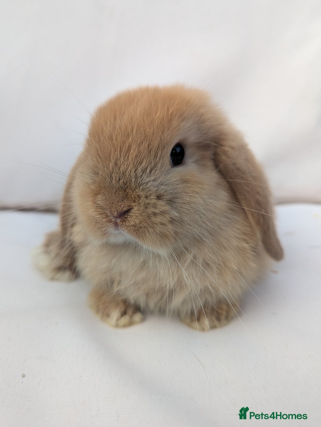 Mini Lop rabbits for sale: ❤️ Cute baby Mini Lop baby rabbits boys girls! ❤️ - Image 7