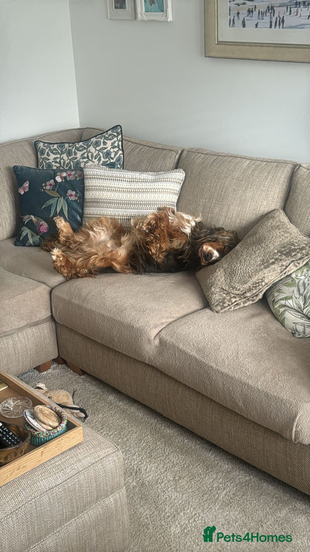 Cocker Spaniel dogs for sale: 2 year old male Cocker spaniel - Advert 3