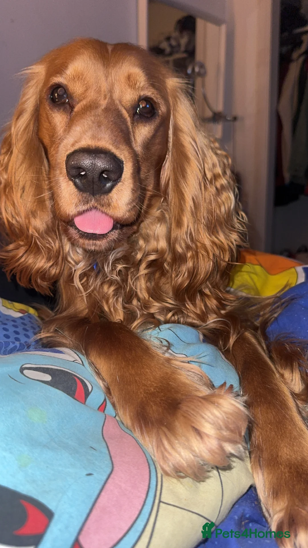 Cocker Spaniel dogs for stud: Golden show cocker spaniel for stud  - Advert 1