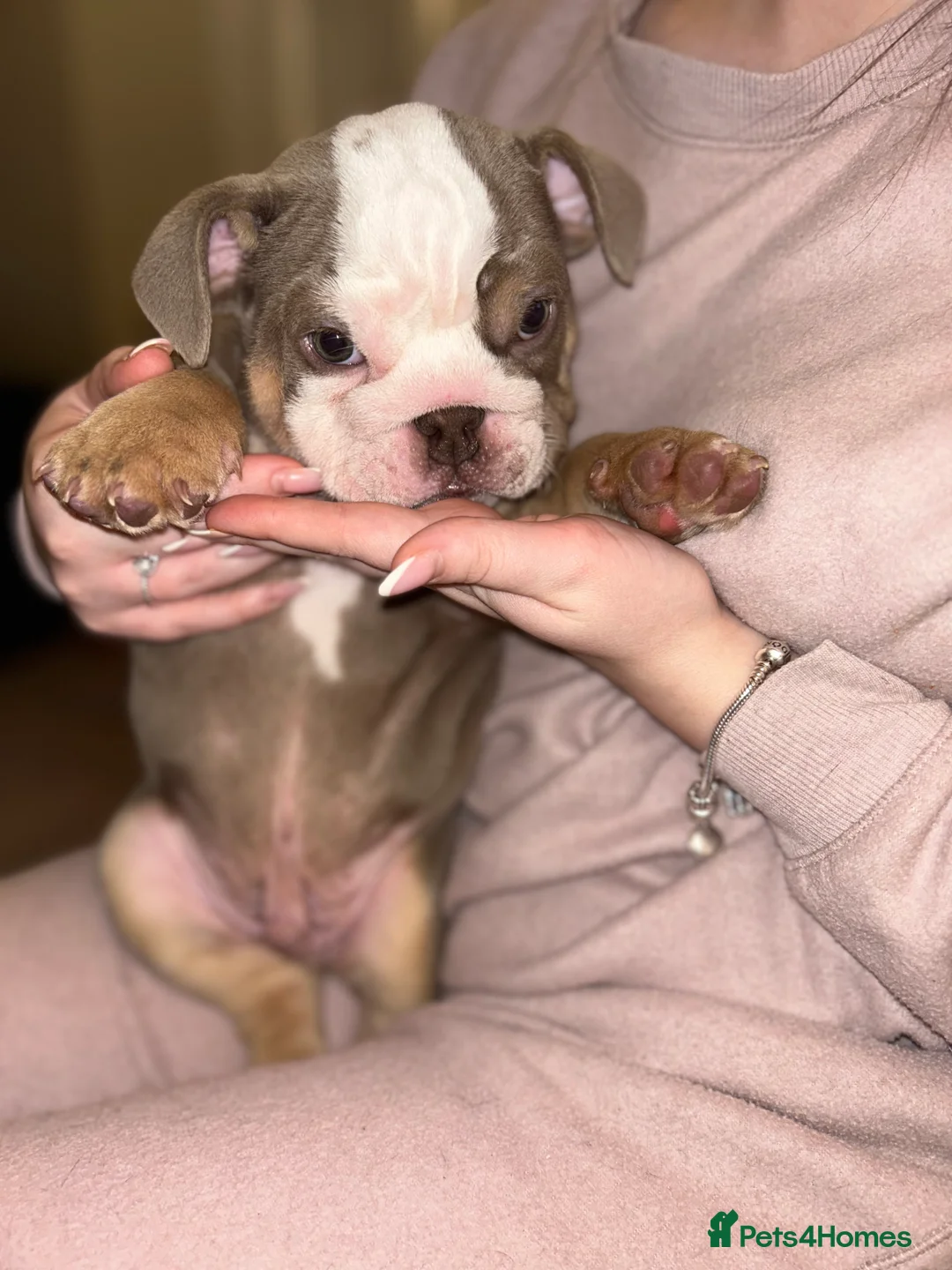 English Bulldog dogs for sale: KOBE X DARLA 5x SMALL COMPACT UNREAL🔥 - Advert 18