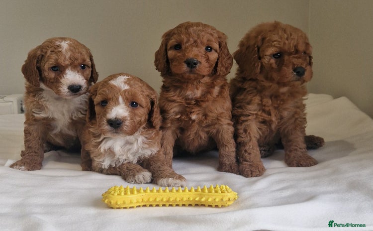 Cockapoo dogs - Advert 13