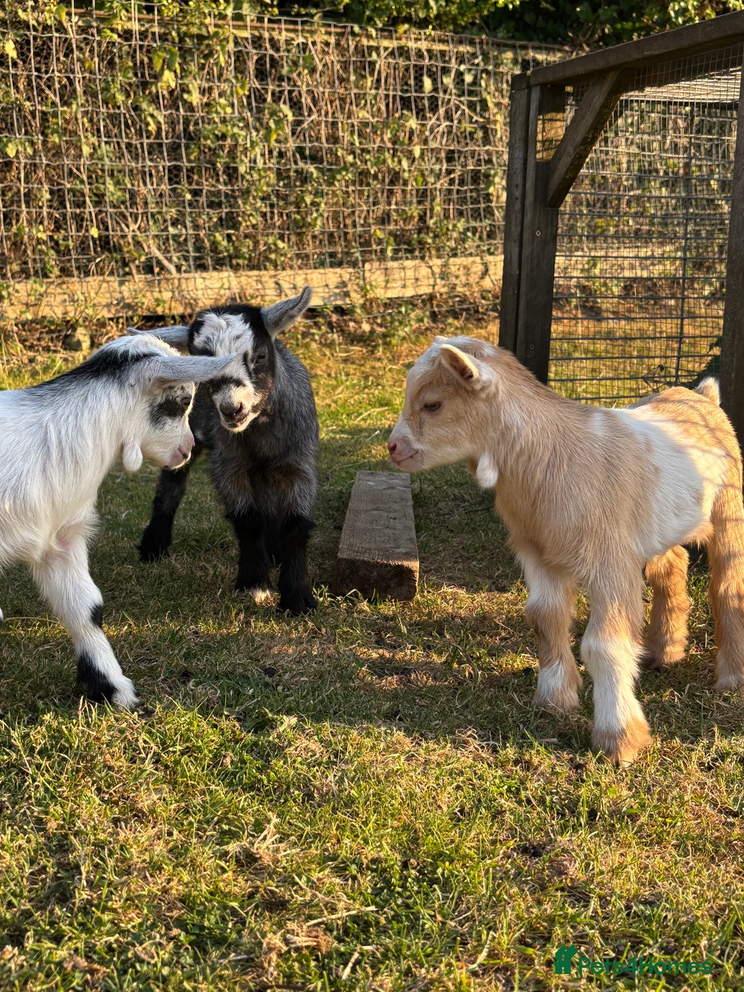Goats livestock for sale: Three Pygmy goat kids looking for homes  - Image 8