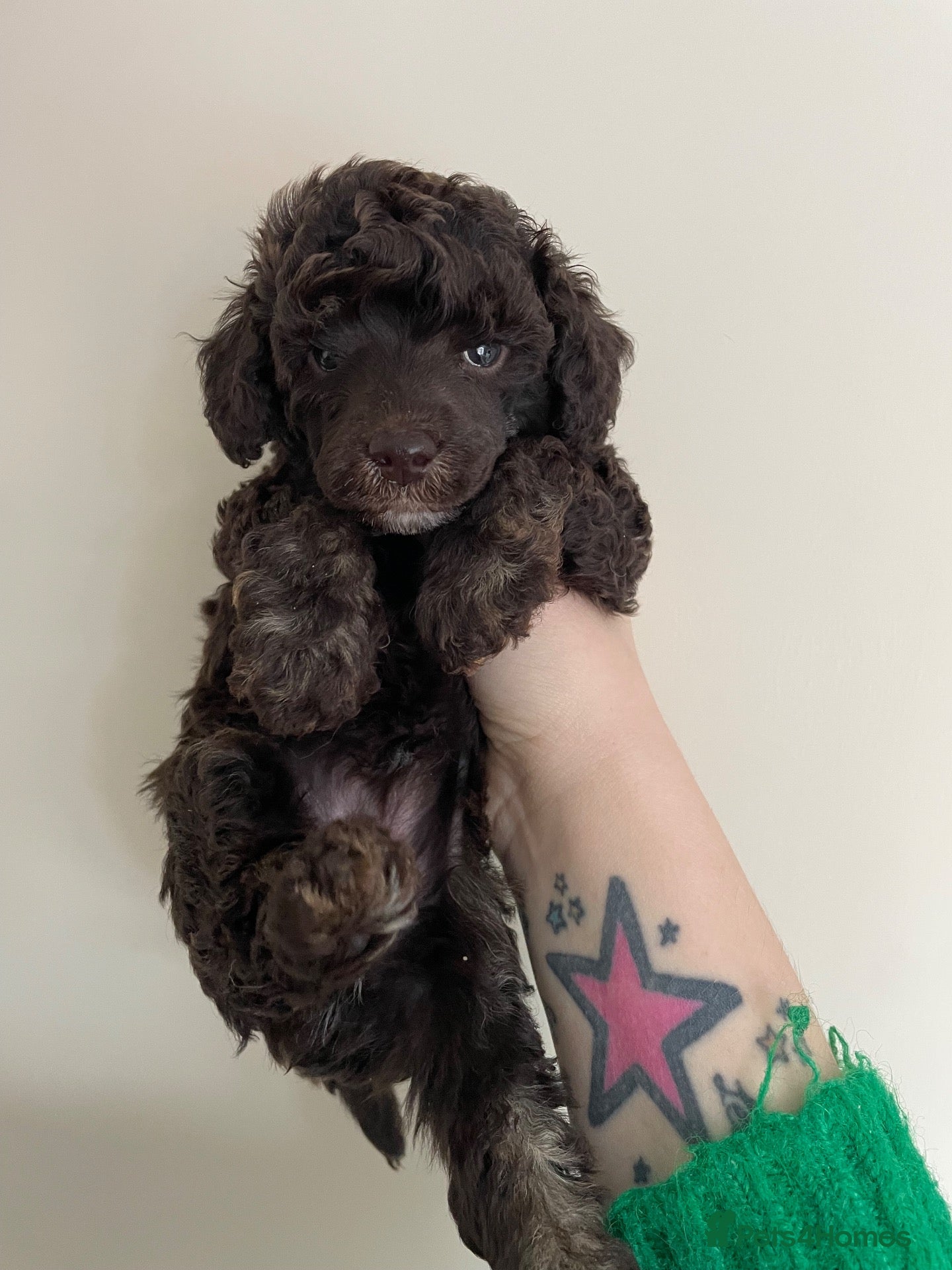 Toy Poodle dogs for sale: KC Reg DNA tested toy poodle pups - Advert 10