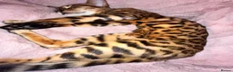 Bengal cats for sale: Beautiful Bengal ❤️ - Advert 4