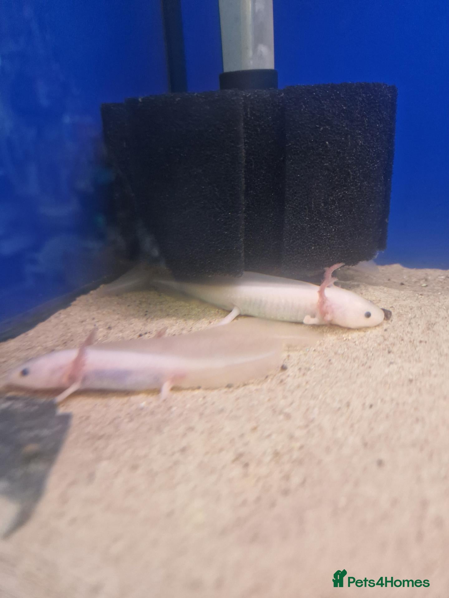 Axolotl reptiles Stunning Pink Axolotls Available  - Advert 2