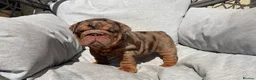 English Bulldog dogs for sale: English Bulldog Puppies - Advert 8