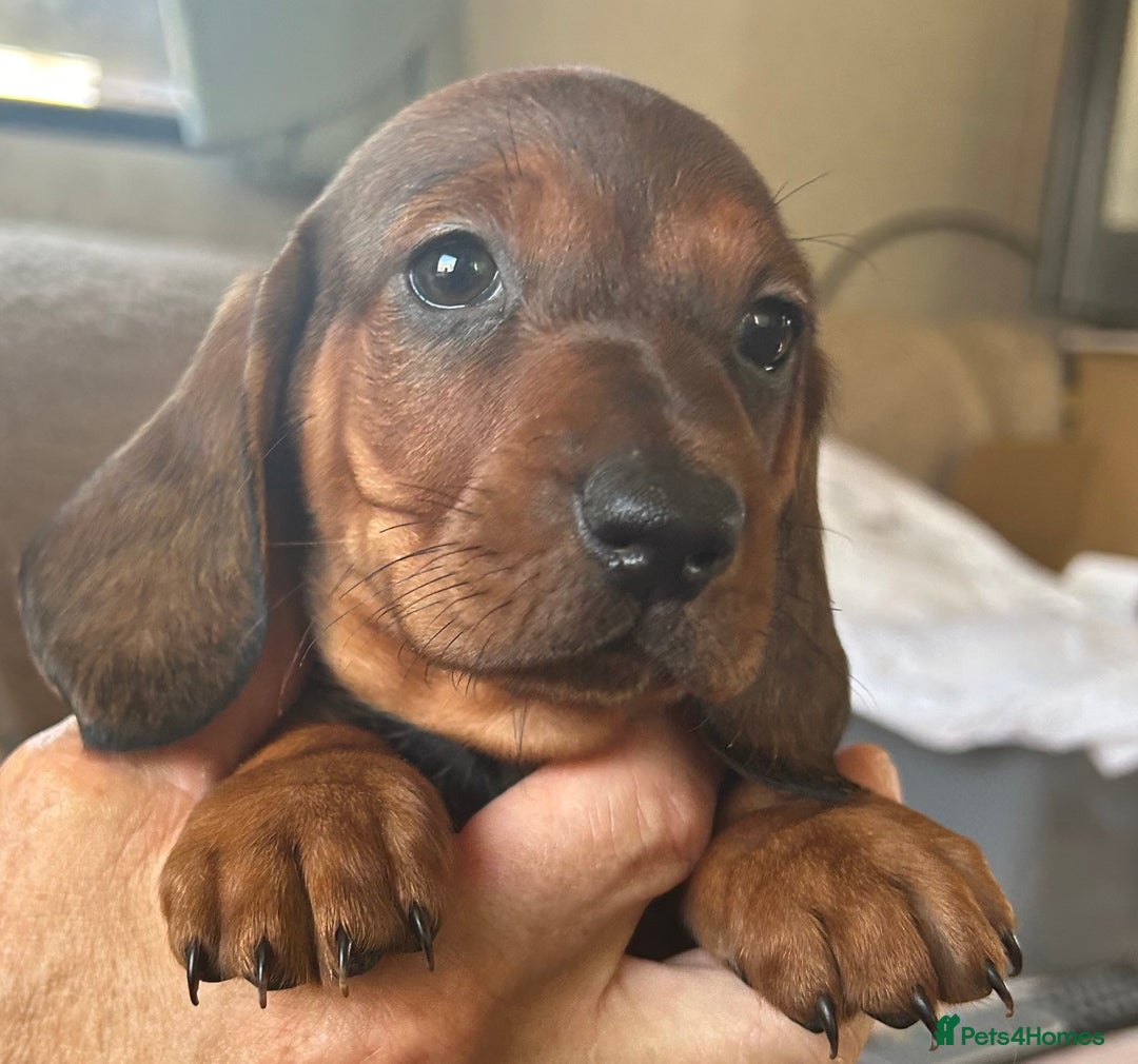 Dachshund dogs for stud: QUALITY KC REG STANDARD SMOOTH DACHSHUND  in Lancaster - Image 8