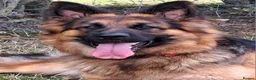 German Shepherd dogs for sale: German Shepherd Puppies - Advert 2