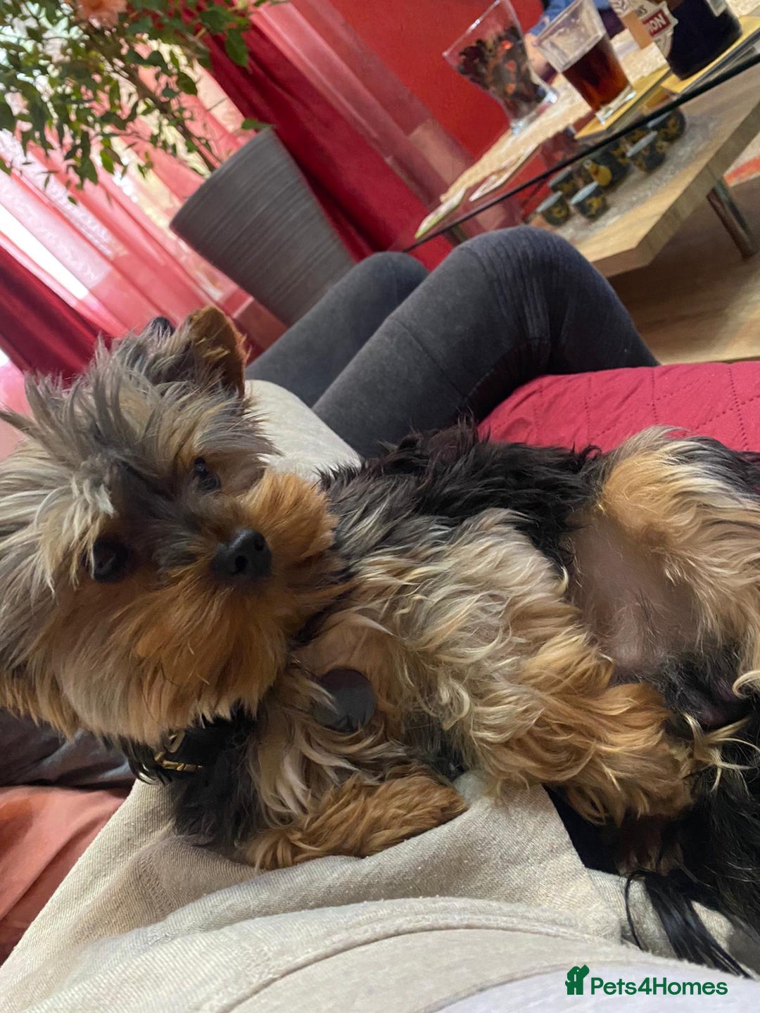 Yorkshire Terrier dogs for stud: Small Yorkie for Stud in Birmingham - Image 9