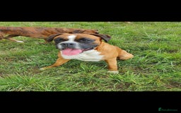 Boxer dogs for stud: Proved heath tested boxer for Stud - Image 3