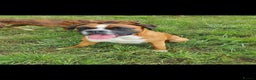 Boxer dogs for stud: Proved heath tested boxer for Stud - Advert 4