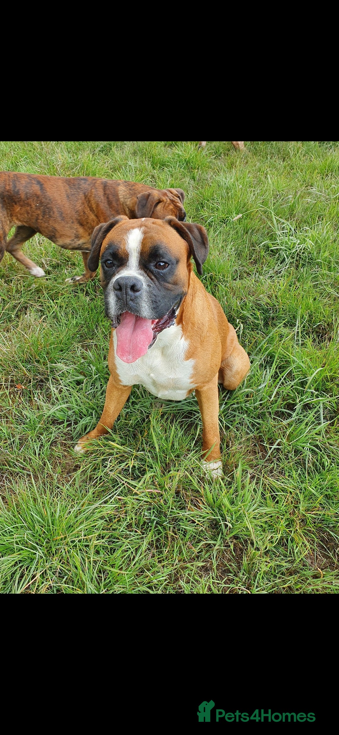 Boxer dogs for stud: Proved heath tested boxer for Stud - Image 3