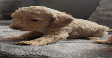 Cockapoo dogs - Advert 6
