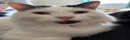 Mixed Breed cats for sale: New home wanted in Evesham - Advert 2