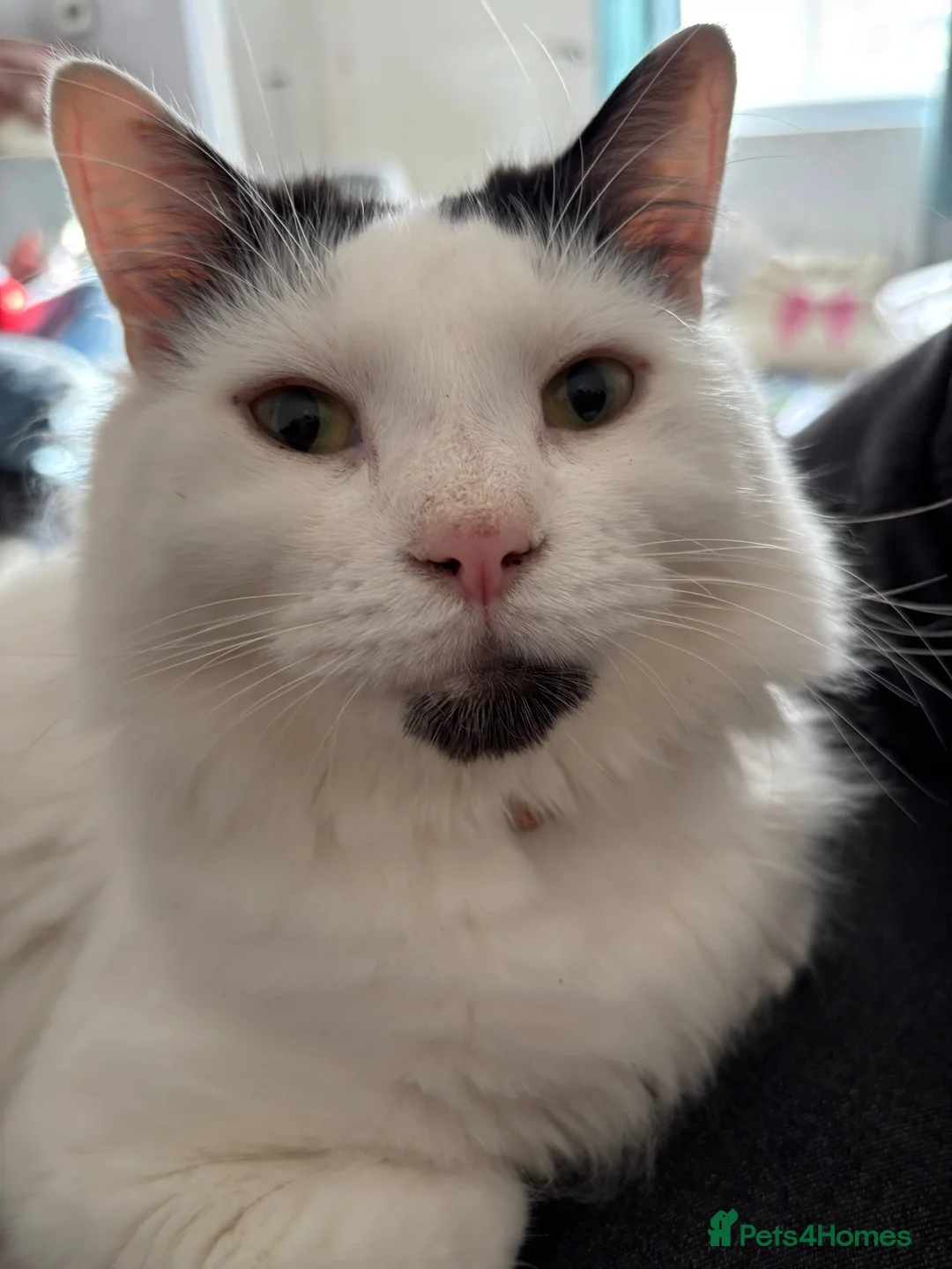 Mixed Breed cats for sale: New home wanted in Evesham - Advert 2